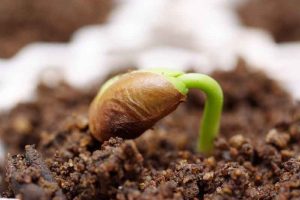 seed seed